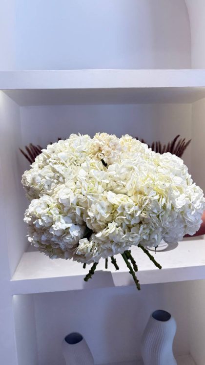 Гортензия Китай (Гортензия) Белая