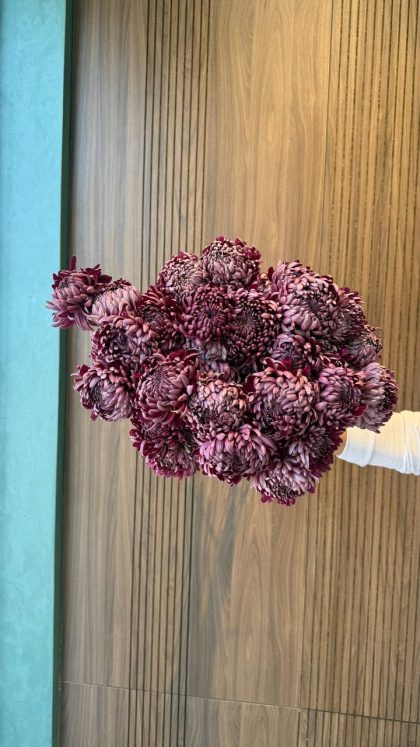 Одноголовая Хризантема Таджик (бигуди) фиолетовая