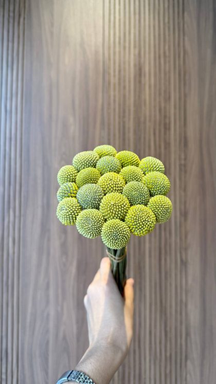 краспедия Китай (craspediya) зеленый